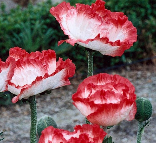 Papaver orientale 'Place Pigalle'